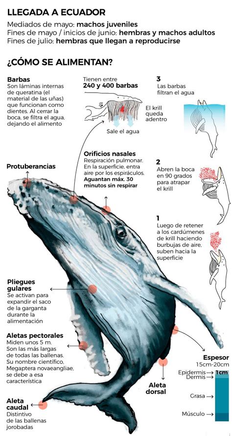 Las Ballenas Jorobadas Y Su Migraci N Una Gu A Infogr Fica De Una