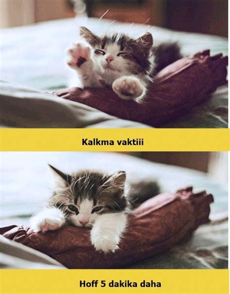 En Komik Kedi Capsi Neolacakki