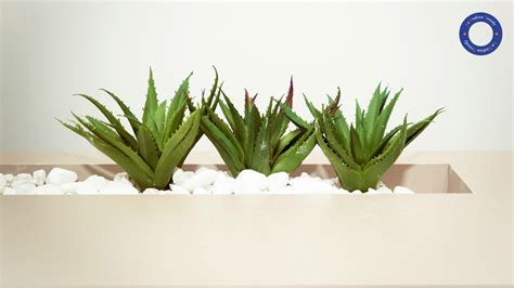 Aloe vera imán de la buena fortuna y la abundancia La Endina Trendy