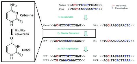 Main wet lab steps of the bisulfite sequencing pipeline. | Download ...