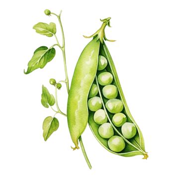 Green Peas Watercolor Clipart Green Peas Watercolor Organic Png