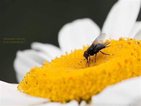 BZZZzzzzzz Sébastien Poirier Flickr