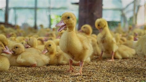 7 Jenis Bebek Potong Menguntungkan Diternak Jagad Tani Petaninya