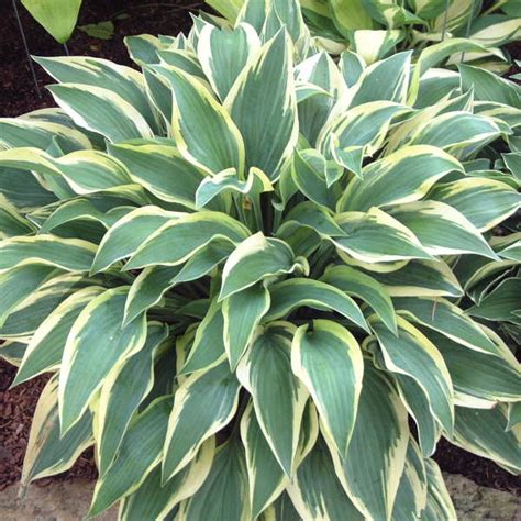 Hosta Wolverine Campbell S Nursery