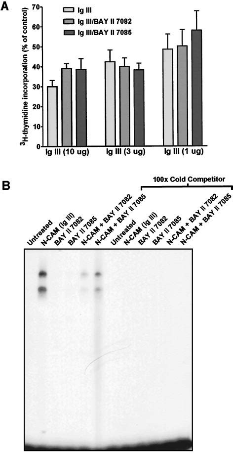 Inhibiting NF B Activation Does Not Alter The Ability Of Ig III To