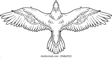 4 857 Bird Illustration Top View Images Stock Photos Vectors