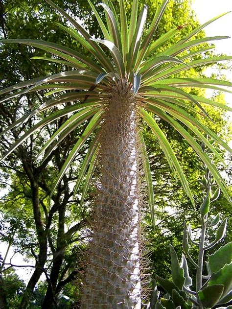 Cactus Palm Tree A Saturday Morning At Leu Gardens Orlando K Z