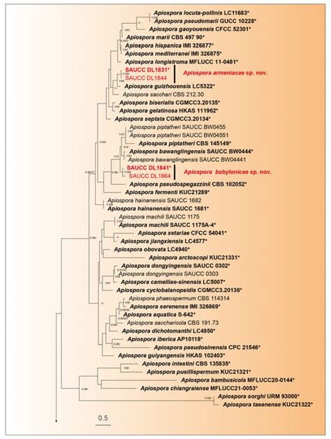 Microorganisms Free Full Text Phylogeny Taxonomy And Morphological