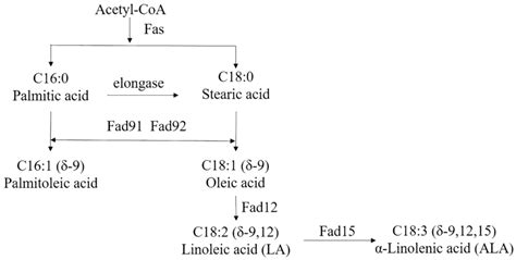 Biosynthesis Of Different Unsaturated Fatty Acid In Eucaryotic Cells