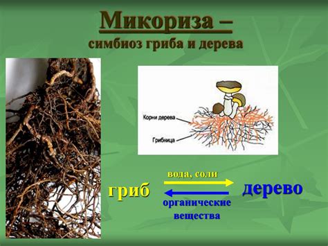Царство Грибы. Строение клетки грибов - презентация онлайн