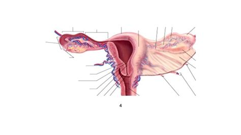 Vagina Diagram Quizlet