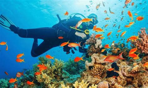 Scuba Diving In Sri Lanka Routes Travel