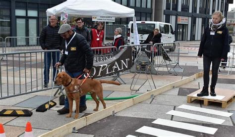 Ils sont les yeux des déficients visuels ces chiens savent désobéir