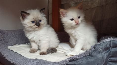 Cudowny Kocurek Ragdoll Rysio Warszawa Ochota OLX Pl