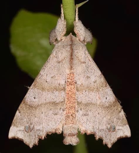 Angel Moth Moths Of Georgia · Inaturalist