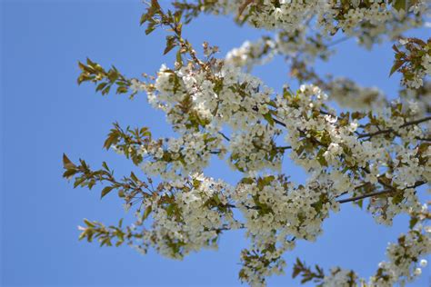 Free Images Tree Nature Branch Blossom Fruit Leaf Flower Bloom