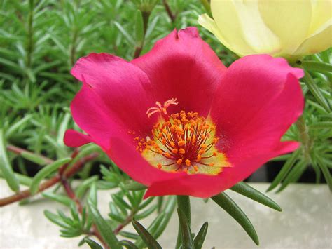 Moss Rose Portulaca Grandiflora 25 Seeds Usa Company Randb Floridaseeds