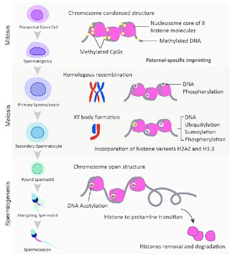 Epigenetic Modifications Occurring During Spermatogenesis Dna