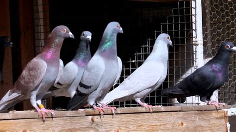 Racing Pigeons Exercising My Racing Pigeon Youtube