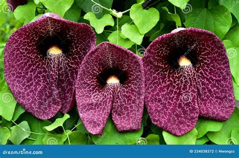 Aristolochia Gigantea Dutchman`s Pipe Stock Photo Image Of Park Wild