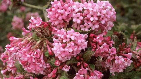 How To Grow Viburnum Add Colour Fragrance And Fabulous Foliage