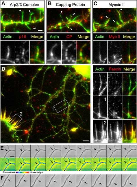 Molecular Architecture Of Synaptic Actin Cytoskeleton In Hippocampal