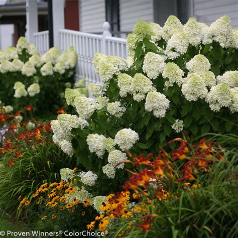 Limelight Panicle Hydrangea Hydrangea Paniculata Images Proven Winners