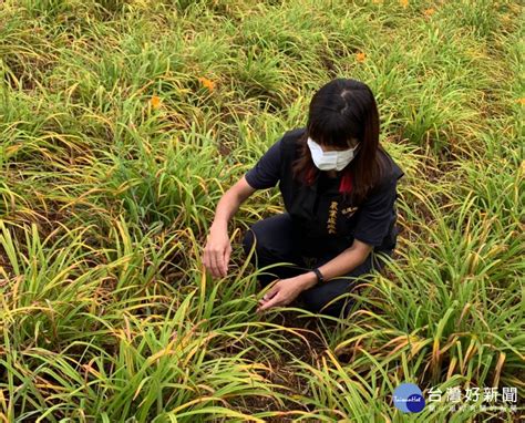 花蓮縣府組勘災小組現勘玉里鎮金針菜乾旱受災情況 爭取現金救助 蕃新聞