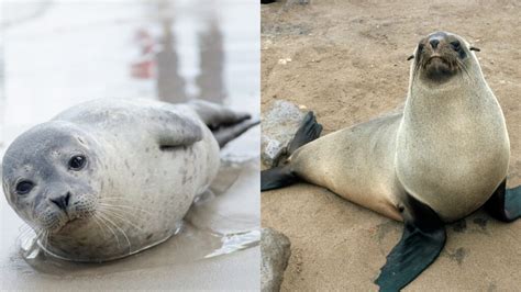 What Is The Difference Between A Seal And A Sea Lion Online Field Guide