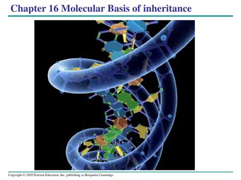 PPT Chapter 16 Molecular Basis Of Inheritance PowerPoint Presentation