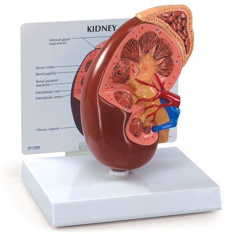Buy GPI Anatomicals - Kidney Model, Replica of Normal Right Kidney and
