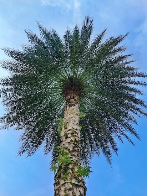 Premium Photo A Majestic Palm Tree Against A Brilliant Blue Sky