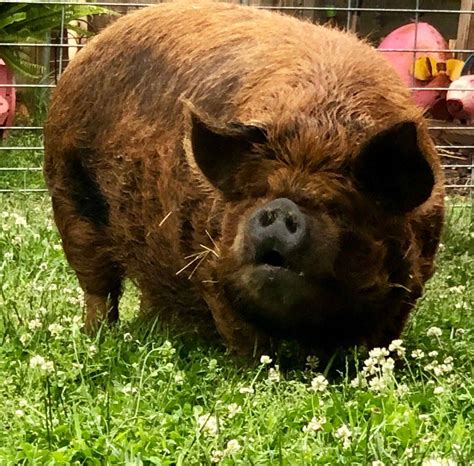 KuneKune Pigs for Sale by an AKKPS KuneKune Breeder