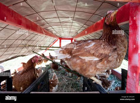 Laying hens hi-res stock photography and images - Alamy