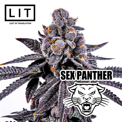 Sex Panther By Lit Farms Includes Freebie Pack