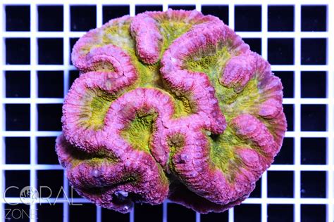 Symphyllia Sp Rainbow Coral Zone