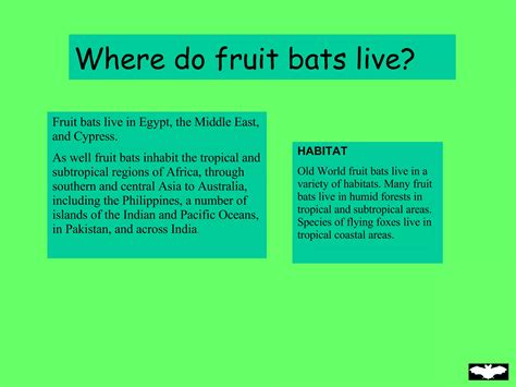 Fruit Bats By Shelby | PPT