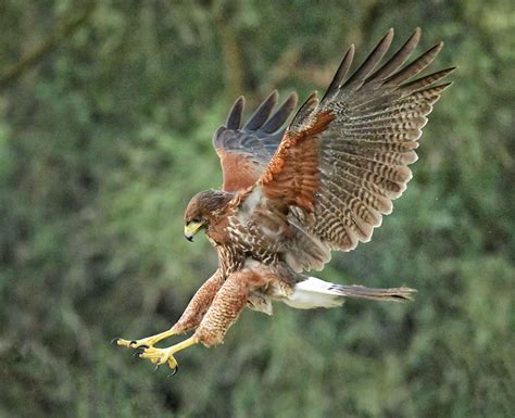 San Antonio man tormented by hawk protecting eggs