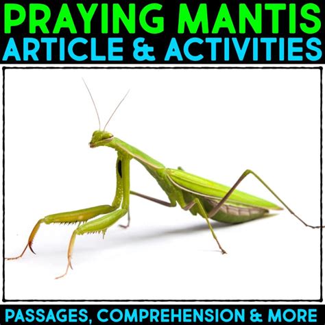 Life Cycle Of A Praying Mantis