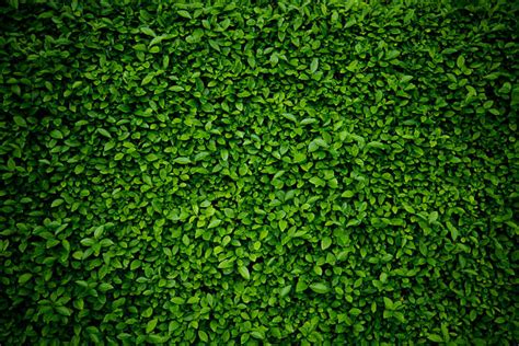 Green Leaf Background Texture