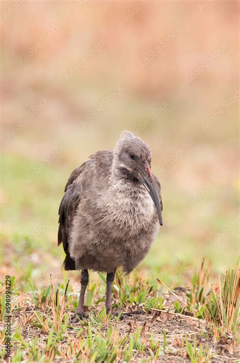 Black Hadida bird of South Africa Stock Photo | Adobe Stock