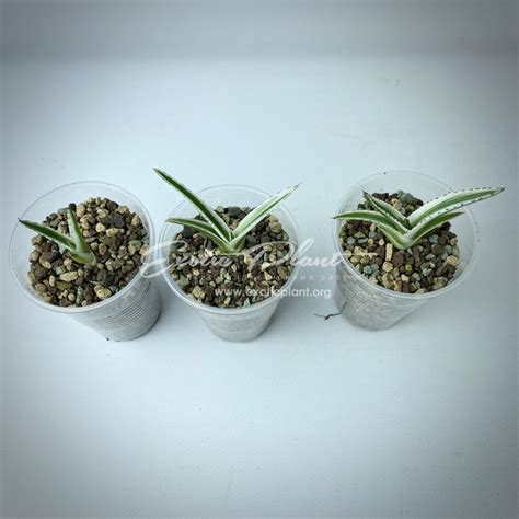 Agave Victoria Reginae White Rhino Exoticplantshop Org