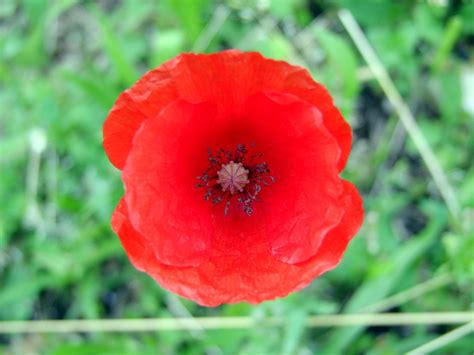 Banco de imagens natureza plantar flor pétala selvagem vermelho