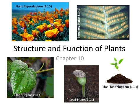 Seedless Plants 10 2 Plant Reproduction 10 5