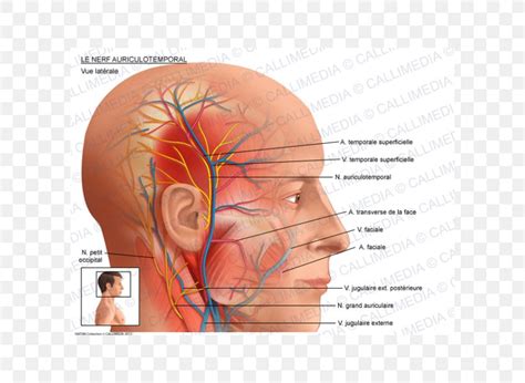 Auriculotemporal Nerve Superficial Temporal Artery Anatomy Facial Nerve