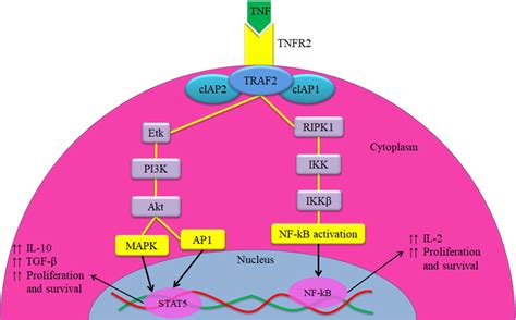 Overview of the TNF-TNFR2 signalling pathway in the immunosuppressive ...
