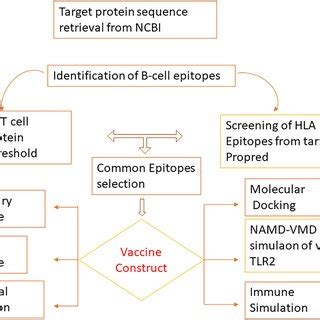 Schematic Representation Of The Workflow For The Development Of