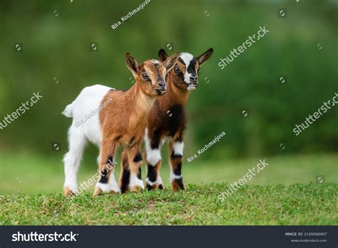 239 Nigerian Dwarf Milking Goat Images, Stock Photos & Vectors ...