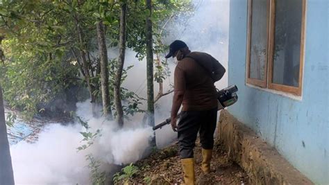 Sebaran Penderita Dbd Merata Puskesmas Kaimana Lakukan Fogging Papua