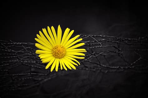 Yellow Flower Fence Dark Black Background Wallpaper,HD Flowers Wallpapers,4k Wallpapers,Images ...